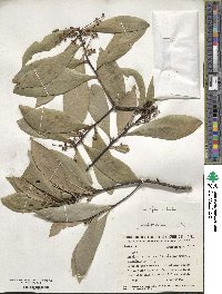 Ilex affinis image