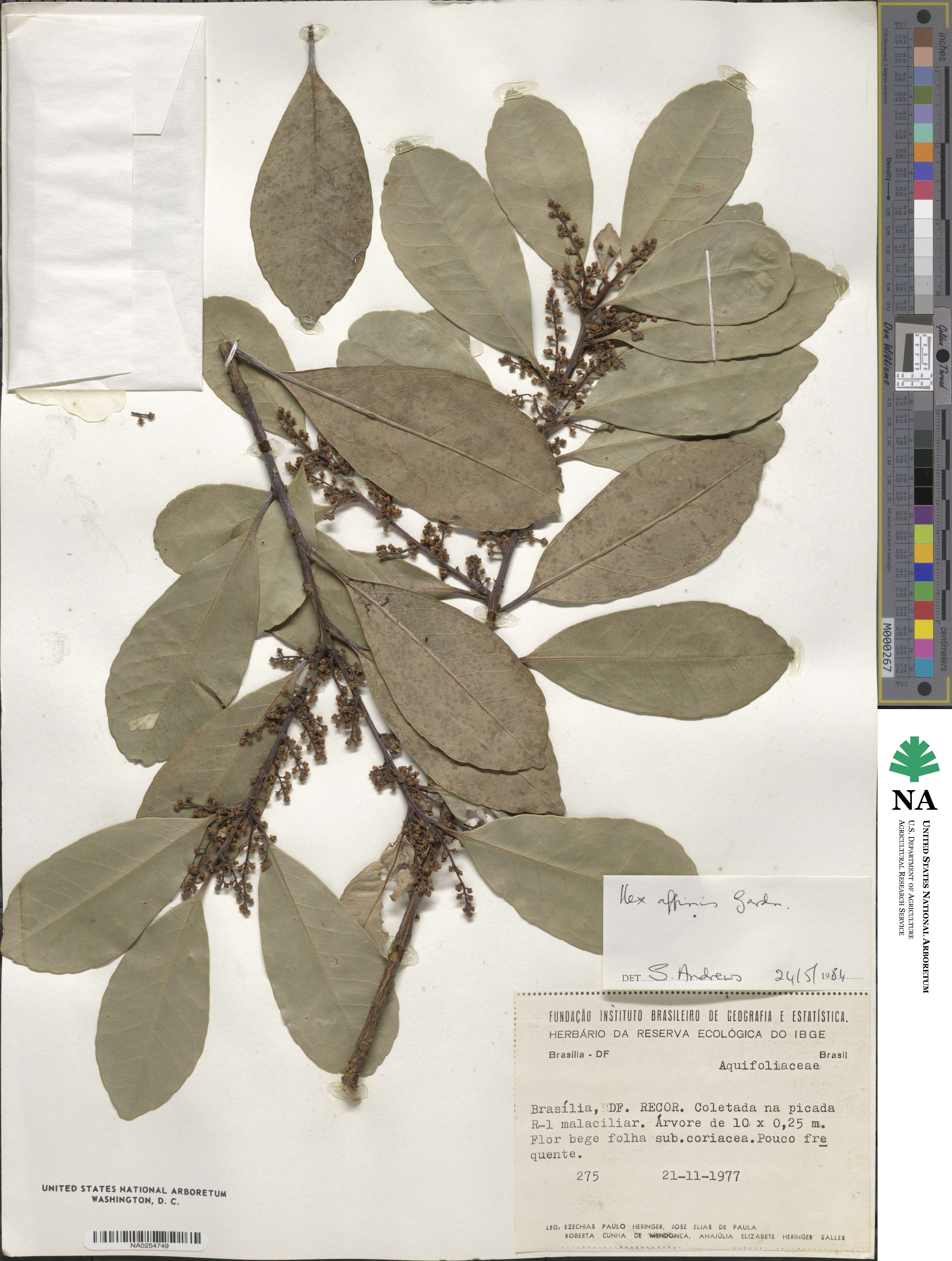 Ilex affinis image