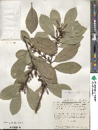 Ilex affinis image