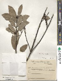 Ilex affinis image