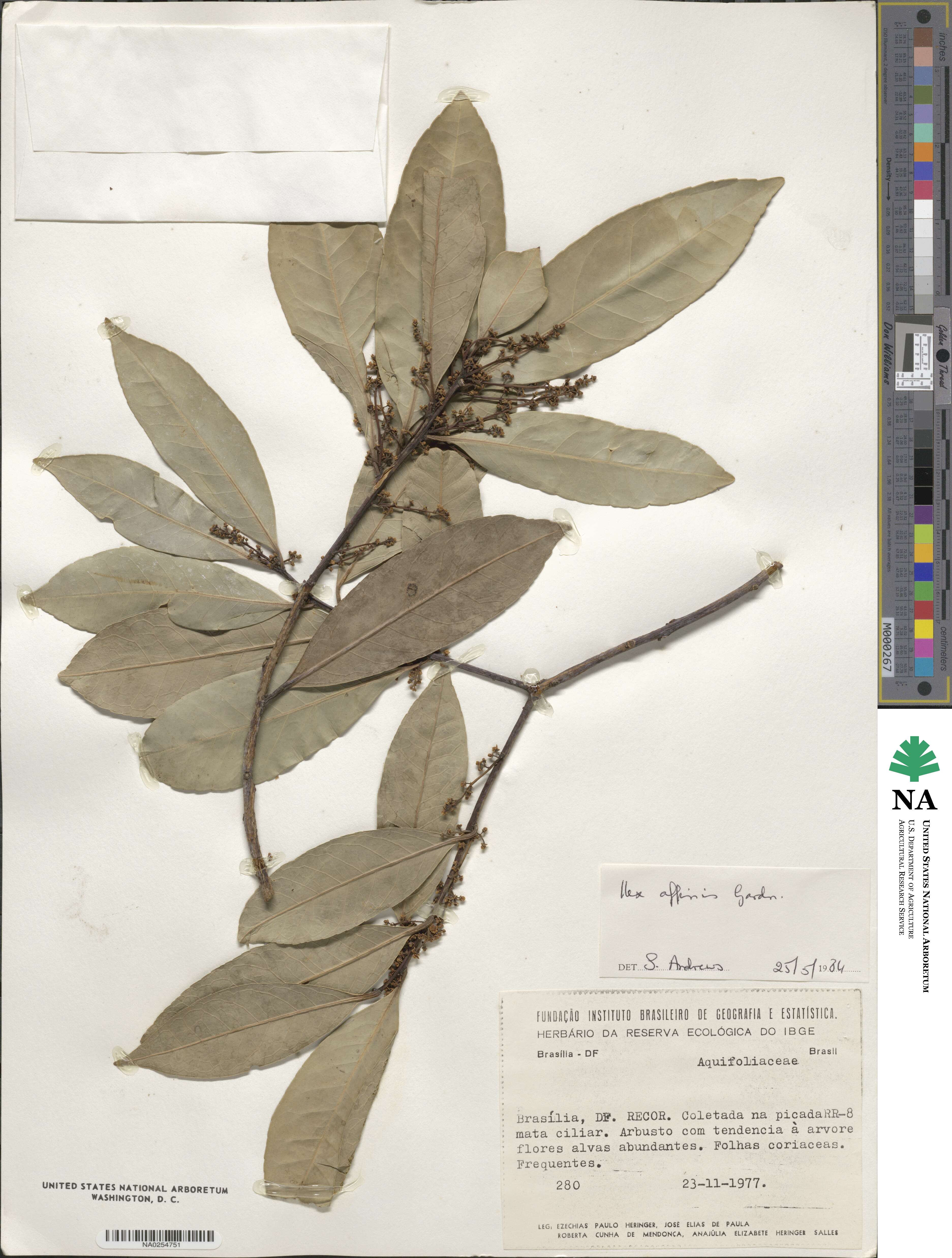 Ilex affinis image