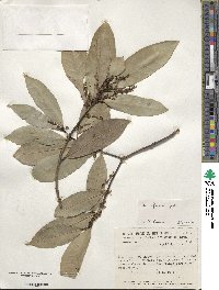 Ilex affinis image