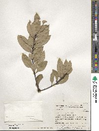 Ilex affinis image