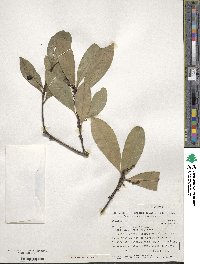 Ilex affinis image