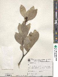 Ilex affinis image