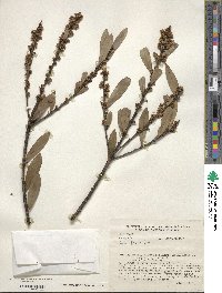 Ilex affinis image