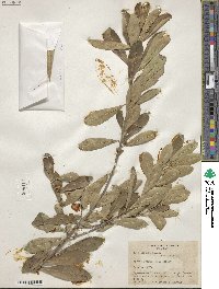 Ilex affinis image