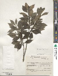 Ilex dumosa image