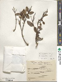 Ilex dumosa image