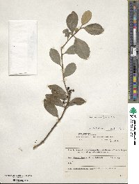 Ilex dumosa image