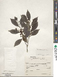 Ilex dumosa image