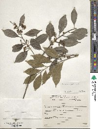 Ilex dumosa image