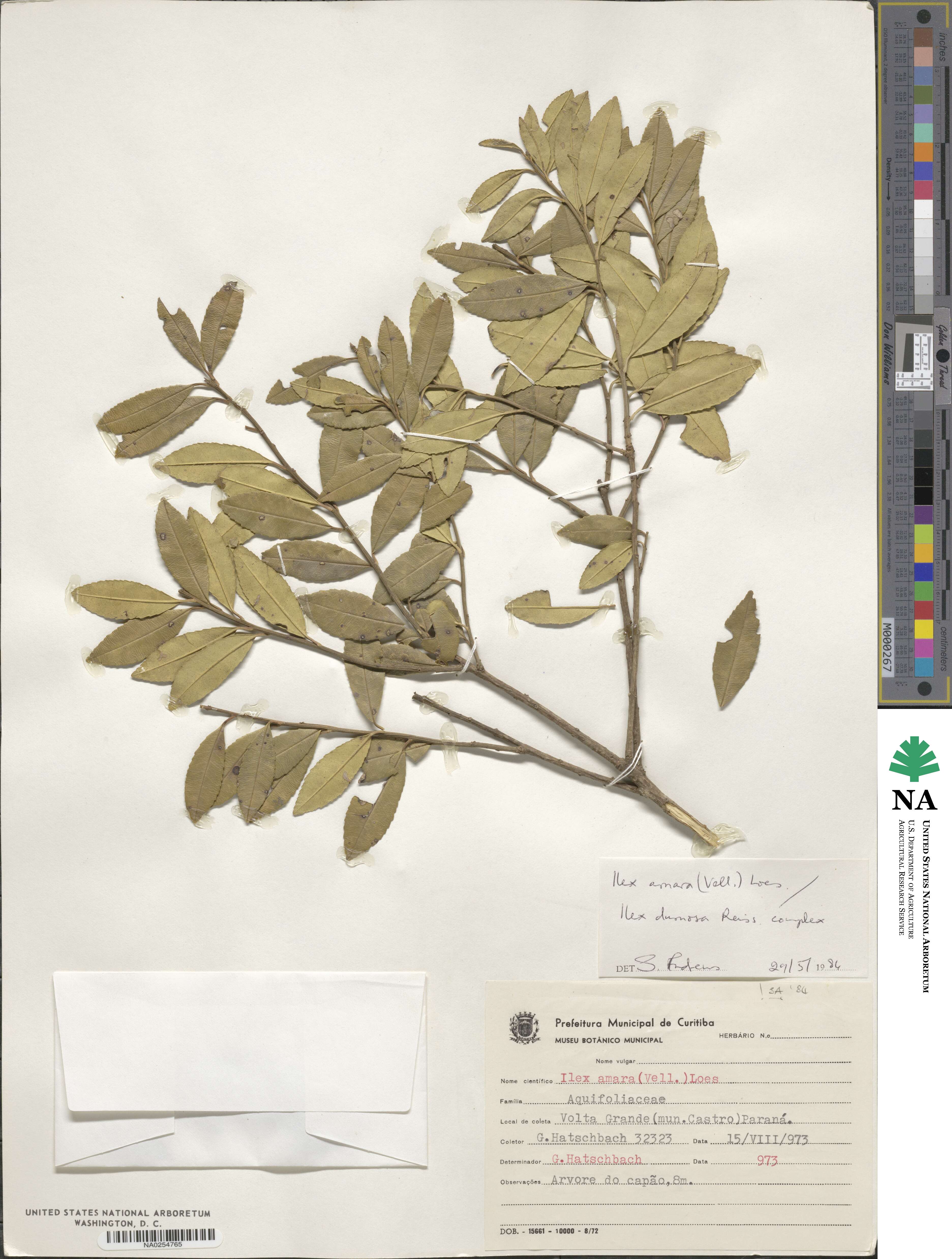 Ilex dumosa image