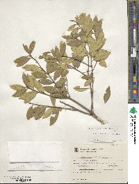 Ilex dumosa image