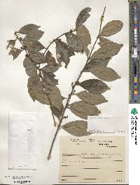 Ilex dumosa image