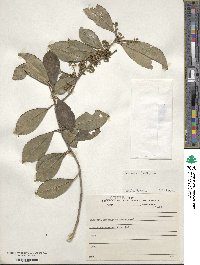 Ilex dumosa image