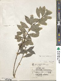 Ilex dumosa image