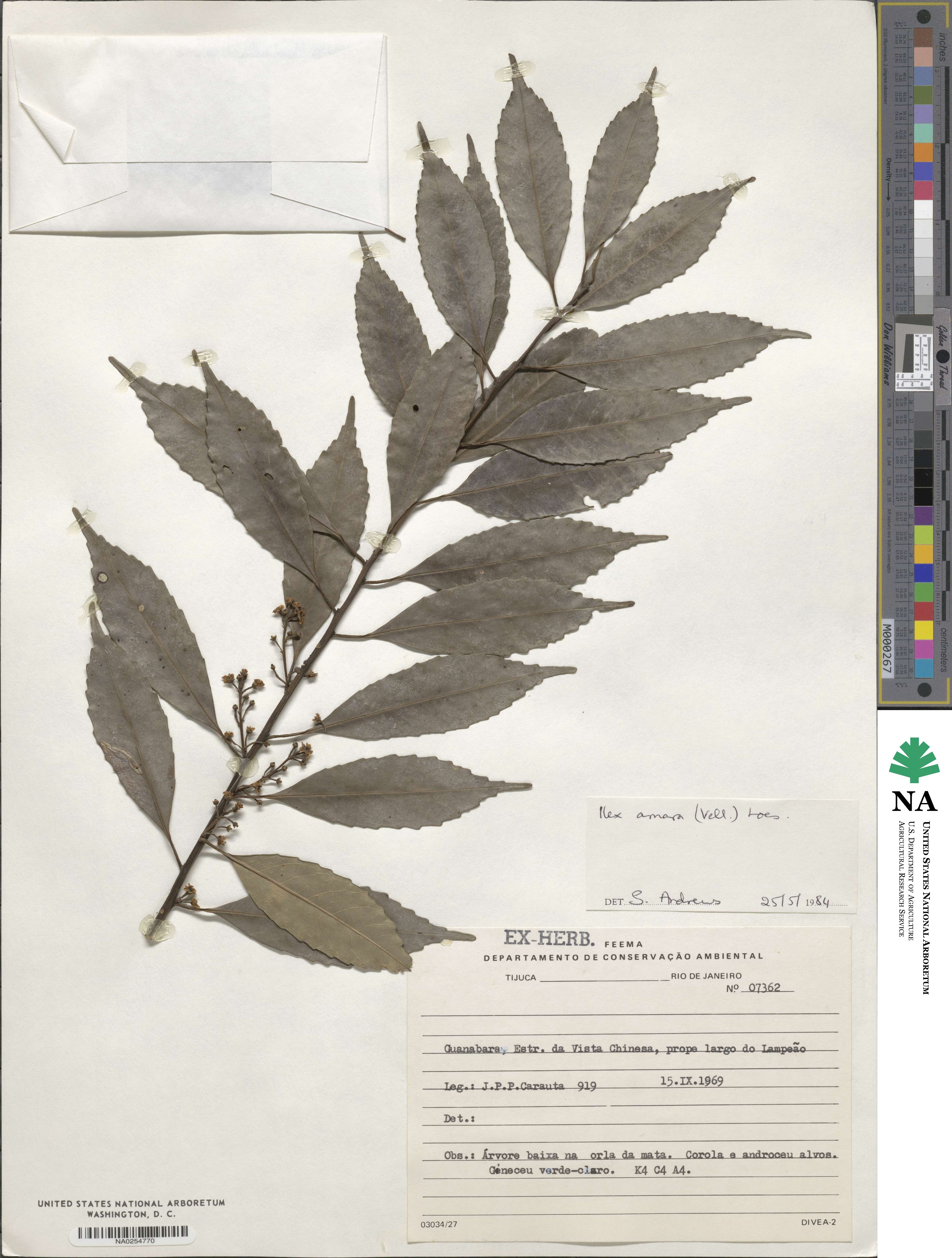 Ilex dumosa image