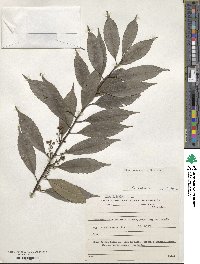 Ilex dumosa image