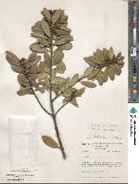 Ilex dumosa image