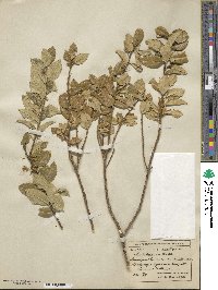 Ilex boliviana image