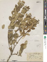 Ilex boliviana image