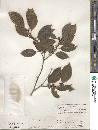 Image of Ilex cerasifolia