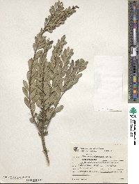 Image of Ilex chamaedryfolia