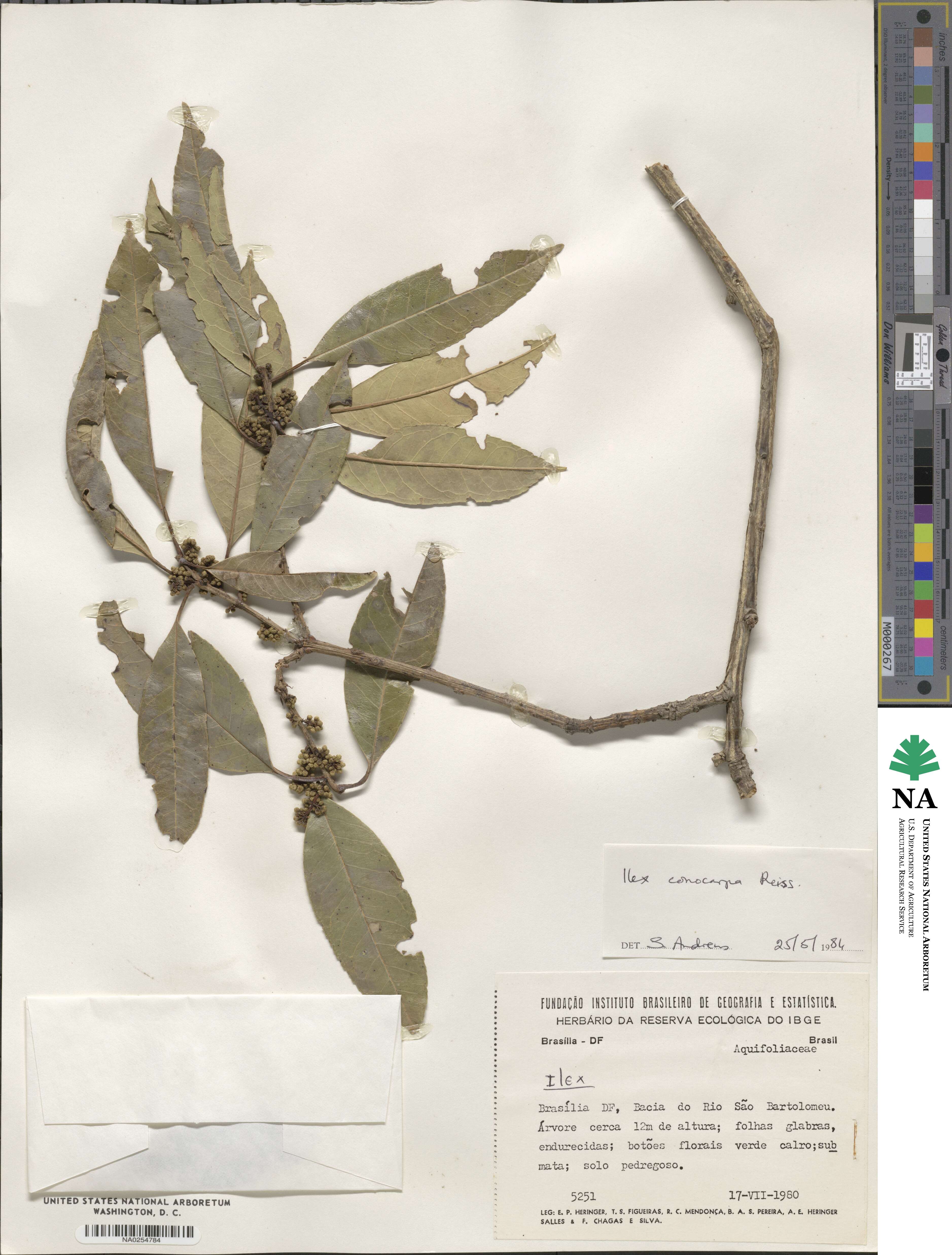 Ilex conocarpa image