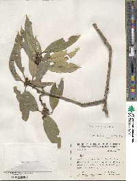 Ilex conocarpa image