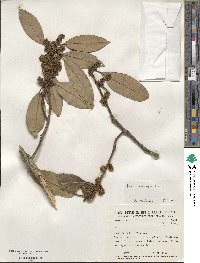 Ilex conocarpa image