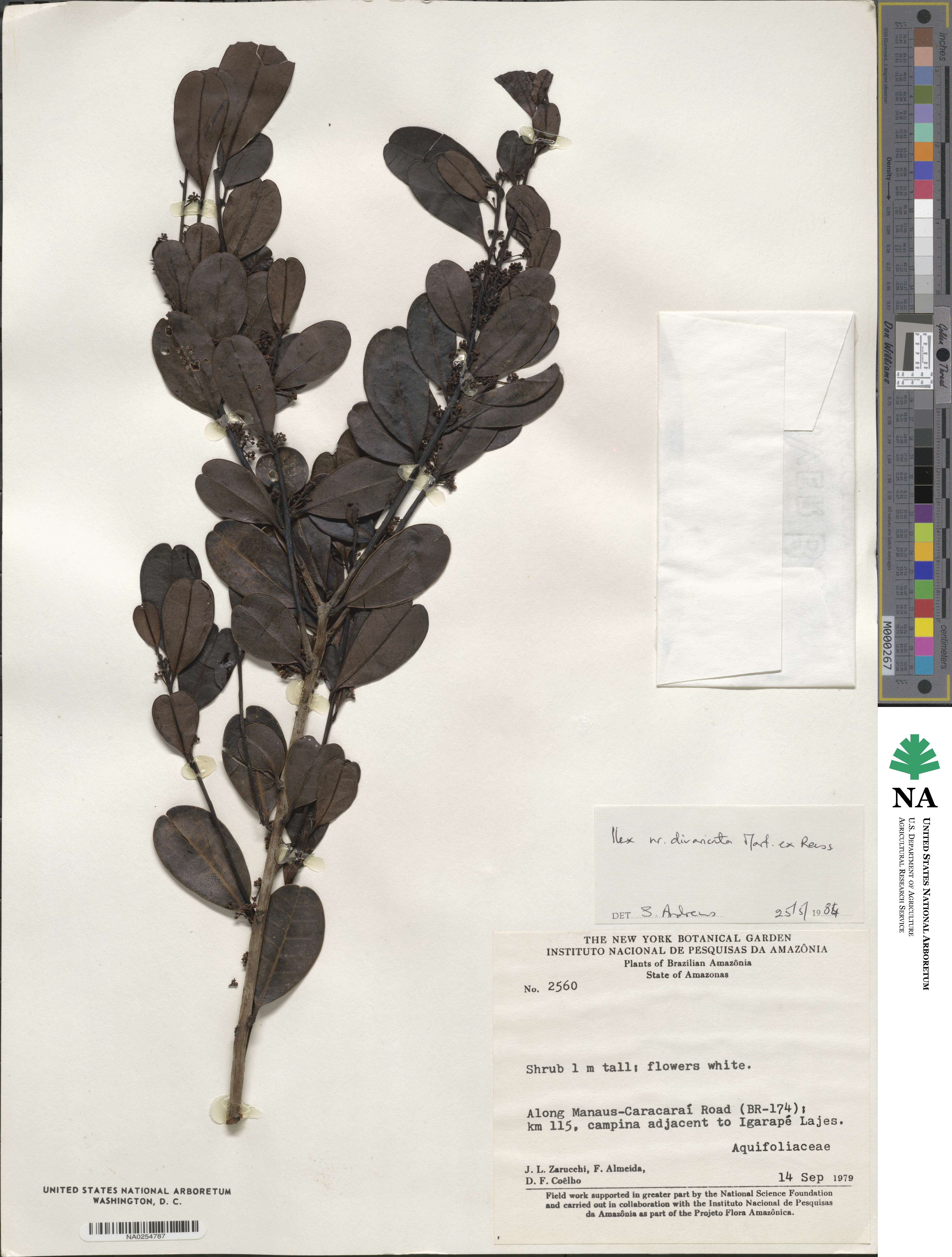 Ilex divaricata image