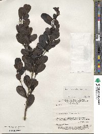 Ilex divaricata image