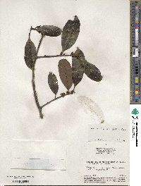 Ilex divaricata image