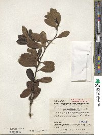 Ilex divaricata image