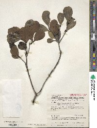 Ilex divaricata image