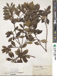 Ilex dumosa image