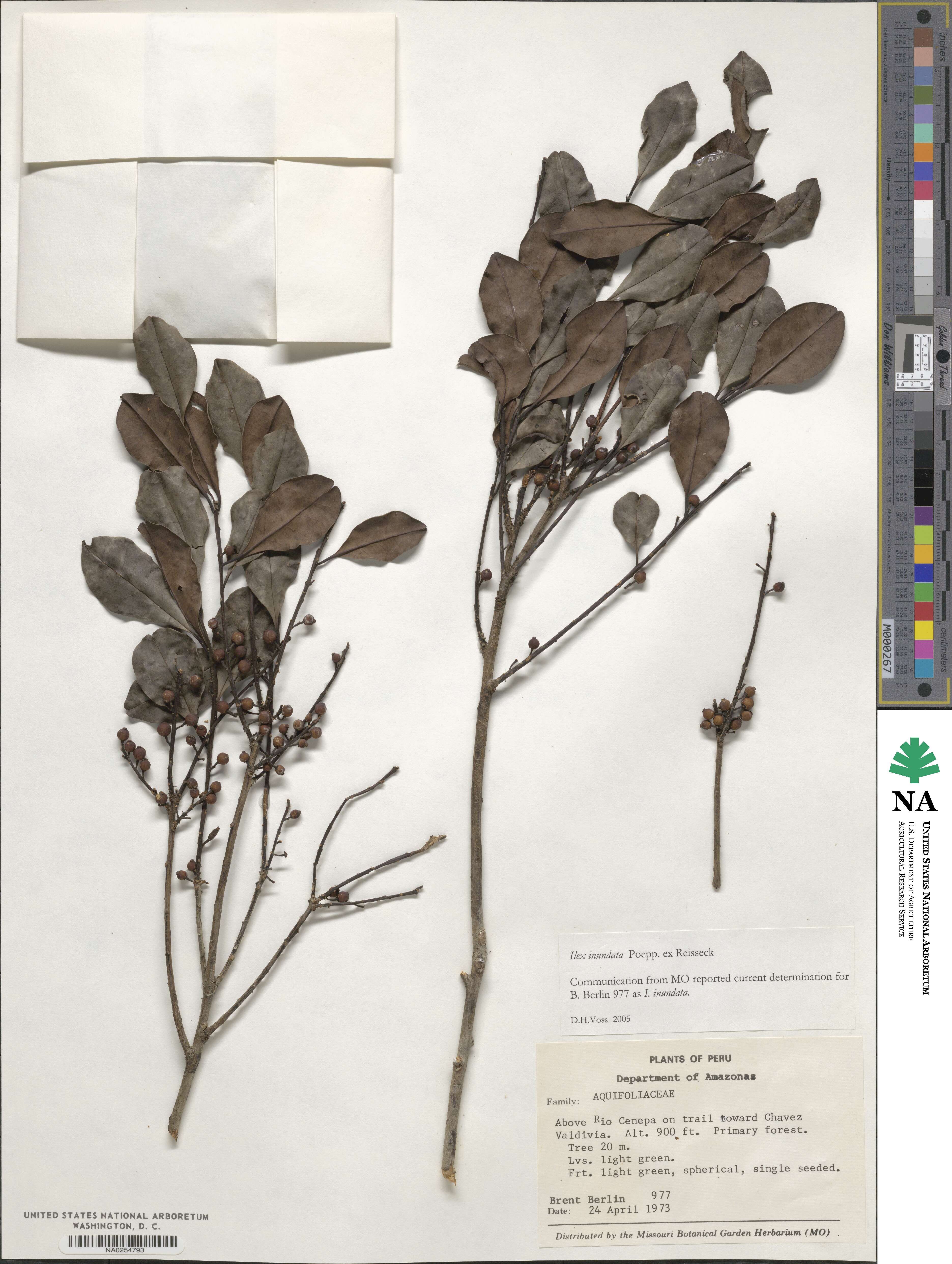 Ilex inundata image