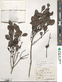 Ilex inundata image