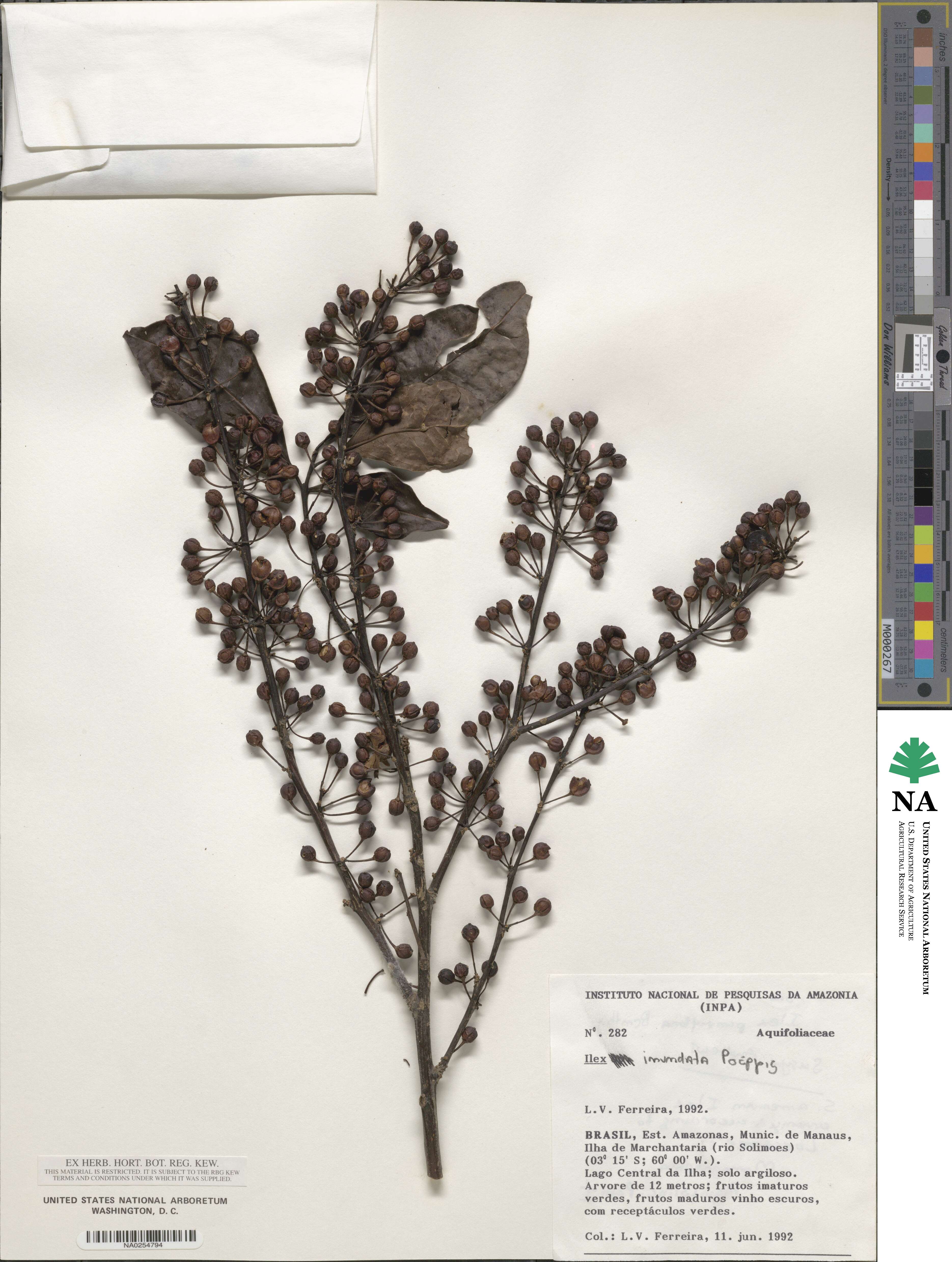 Ilex inundata image