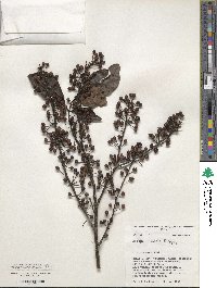 Ilex inundata image