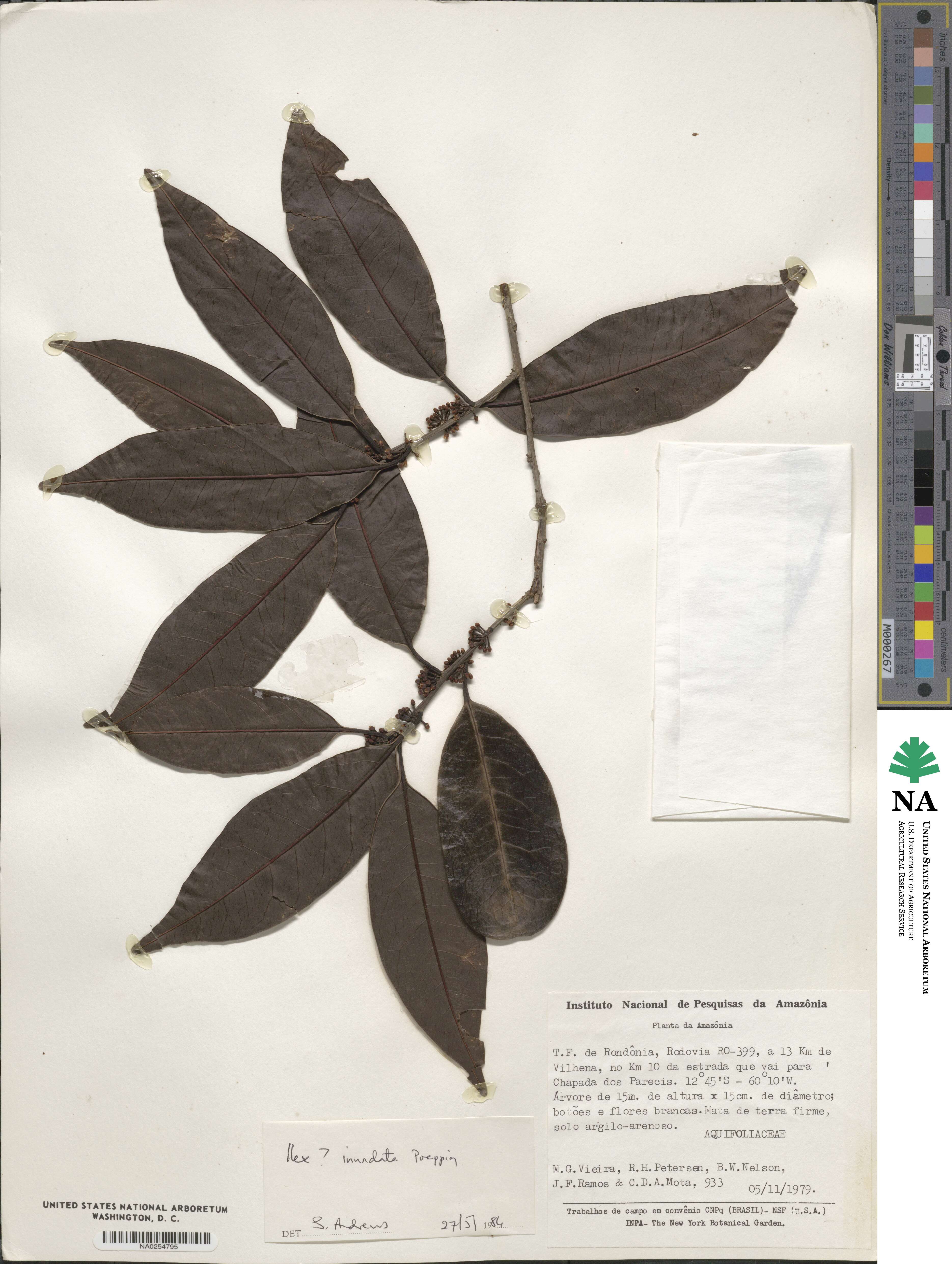 Ilex inundata image