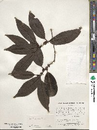 Ilex inundata image