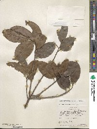 Ilex inundata image