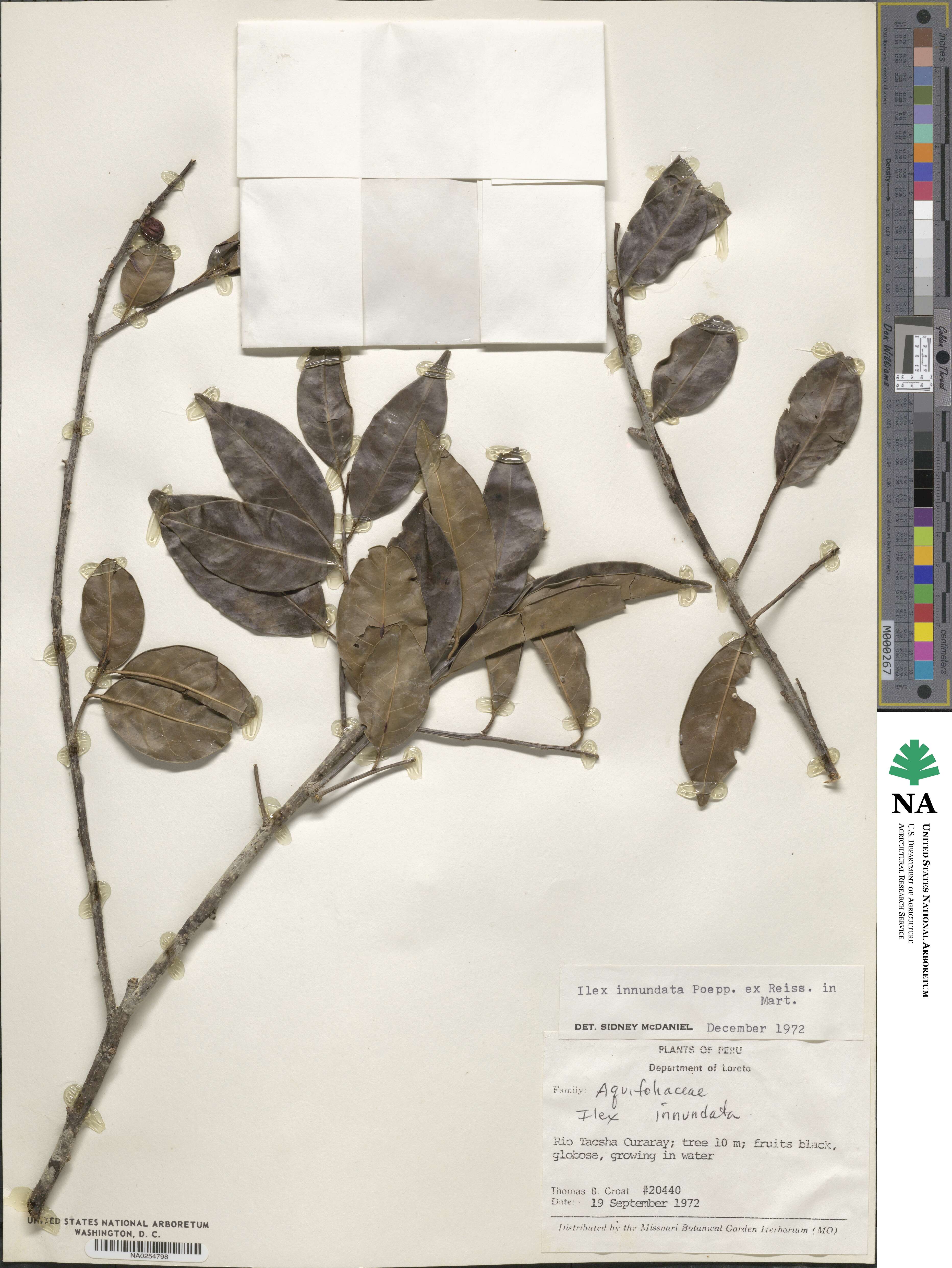 Ilex inundata image