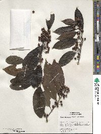 Ilex inundata image