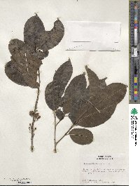 Ilex inundata image