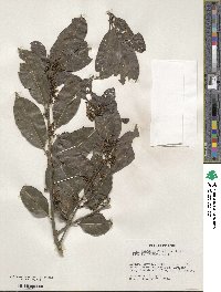 Ilex inundata image