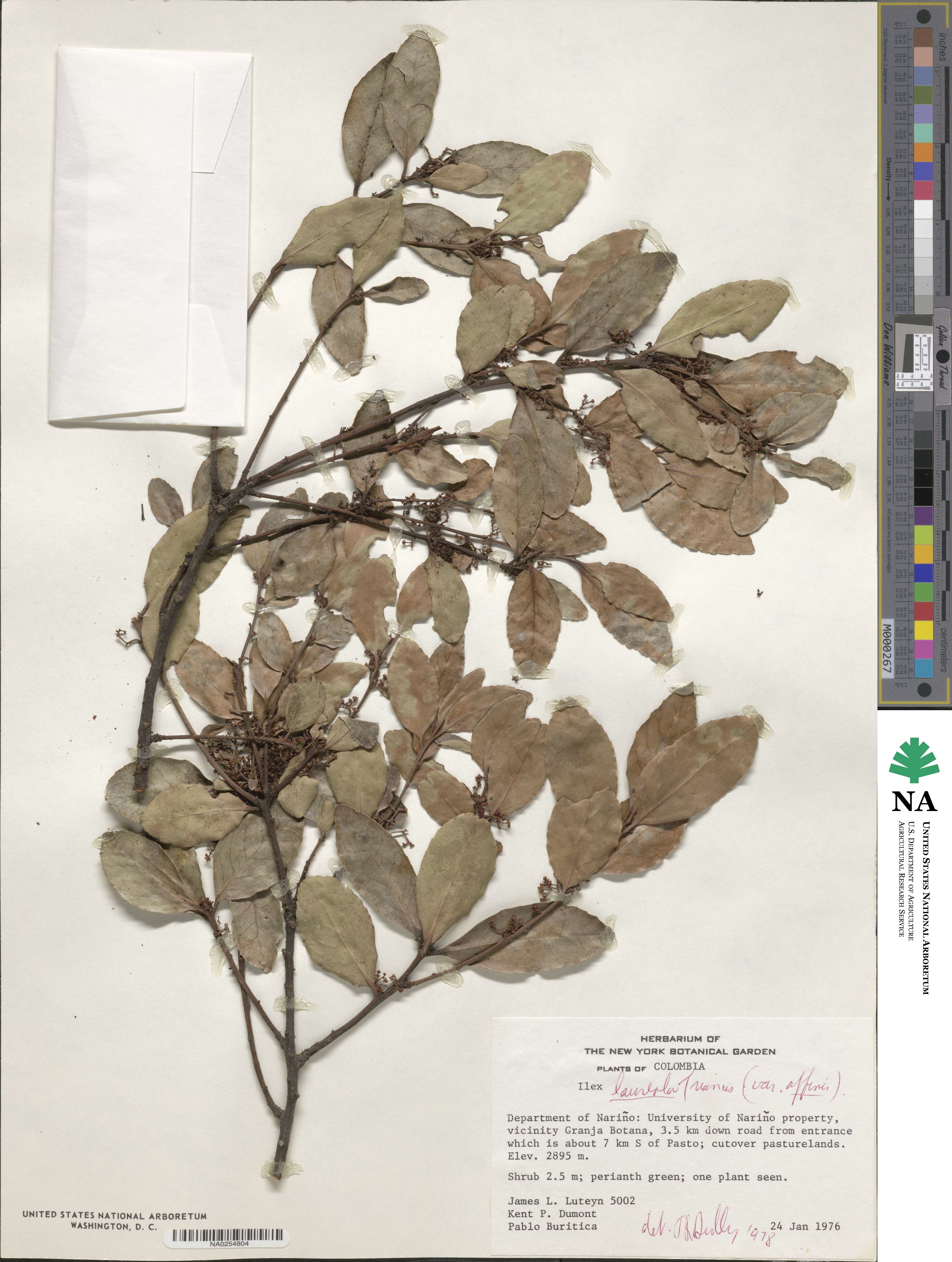 Ilex laureola image