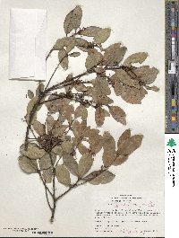 Ilex laureola image